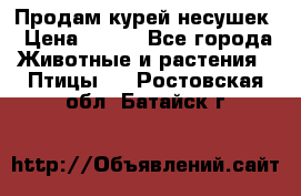 Продам курей несушек › Цена ­ 350 - Все города Животные и растения » Птицы   . Ростовская обл.,Батайск г.